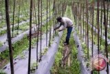 Dinas sarankan petani tanam sayur sistem polybag