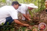 PPUPUK-PIRNAS Tanam Rotan Di Lereng Nokilalaki 