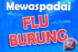 Kasus flu burung baru di China, pakar ingatkan risiko kematian