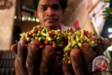 Petani cengkih minta pemerintah perbanyak bantuan benih