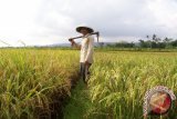 Mantri Tani Dinilai Berperan Penting Majukan Pertanian 