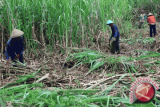 Menyemangati petani tebu pascapenetapan HPP baru 