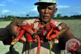 CABE KRITING