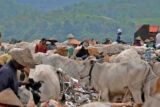 Awas, Sapi Pemakan Sampah Berbahaya Dikonsumsi