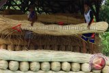 Harga Rotan Di Kotawaringin Timur Naik