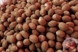 Sulut ekspor biji pala ke Italia