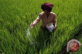 W Sumatra Strives to Increase â€‹â€‹Gogo Rice Land 