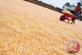 Bulog rencana bangun 6 unit penyimpanan jagung tahun ini