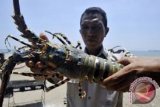 Police Seize Poached Lobsters Valued at Rp5.74 Billion