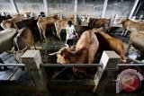 IPB: Perbaikan Teknologi Inseminasi Buatan Percepat Swasembada Daging