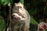 Kemarau, Kera Gunung Tidar Cari Makan di Kampung