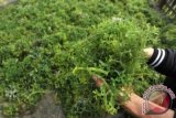 Dampak virus corona, pedagang hasil laut kesulitan pemasaran