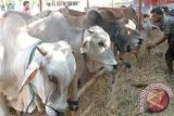 Dongkrak Populasi, 270 Sapi Disuntik Inseminasi Buatan