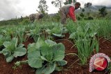 Petani di Sigi mulai beraktivitas pascagempa