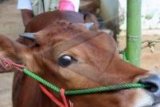 Wonosobo Targetkan Inseminasi Buatan pada 1.000 Sapi 