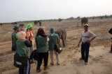Konservasi Gajah TNWK Lampung makin diminati wisman