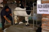 Jasa Salon Kambing Kebanjiran Order