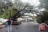 Mobnas ketua komisi D DPRD Manado tertimpa pohon