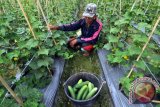 Dataran Napu Dan Bolupontu Sentra Hortikultura 