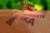 UP2KP imbau masyarakat antisipasi virus zika