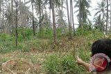 DLH Minahasa Tenggara minta warga tak melakukan penebangan liar