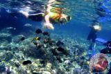 WISATA SNORKELING BUNAKEN