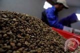 Harga Kopi Luwak Bali Capai Rp60.000/Kg