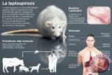 Mewaspadai tragedi Leptospirosis Oleh dr Dito Anurogo MSc *)