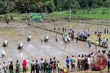 953 Poktan di Minahasa Tenggara dapat bantuan benih