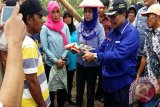 Pemkab Donggala Kembangkan Jagung Hibrida 