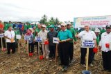 Gubernur Sulteng Panen Jagung Hibrida Varietas Uri 