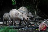 Babirusa di Suaka Margasatwa Hutan Nantu