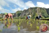 Tumpang Tindih IUP Bisa Hambat Ketahanan Pangan