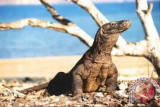 83.712 Wisatawan ke Komodo selama 2016