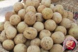 Palembang mulai musim buah duku