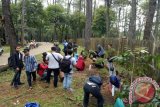 Pohon pinus Punti Kayu Palembang  mulai diregenerasi