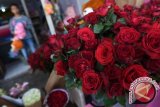 Kasus Ciuman Massal ASN Saat  Hari Valentine Masih Diselidiki