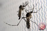 Nyamuk Aedes aegypti ternyata bisa dimandulkan, Batan mampu ciptakan teknologinya