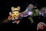 10 persen katak kalimantan terancam punah