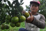 Budi Daya Tanaman Jeruk Dukung Pariwisata Karo