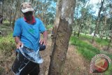 Pengamat: selamatkan petani karet cukup bangun pabrik karet gelang