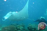 Manta Menari Dibalik Komodo