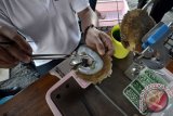 Sebanyak 5.000 ekor kerang mutiara dilepasliarkan di perairan Sumbawa