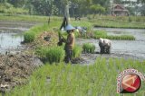 Distan Minahasa Tenggara verifikasi 700 kelompok tani