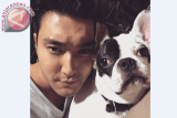 Aksi Siwon Super Junior yang membuat GBK memanas