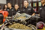 BNN Provinsi Bali cegah peredaran narkotika jenis