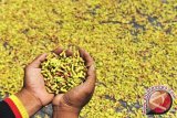 Petani Maluku minta Disperindag bantu atasi anjloknya harga cengkih