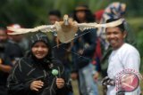 Pacu itiak segera difilmkan