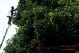 Harga cengkih turun di Mamuju