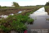 Legislator Kalteng sebut tujuh desa di Kotim usulkan cetak sawah baru